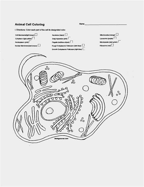Animal And Plant Cells Worksheet Answers Key Aiminspire