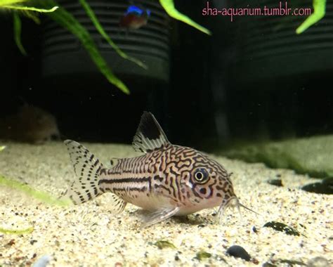 Mr Shas Aquarium Catfish Plecostomus Fish Pet