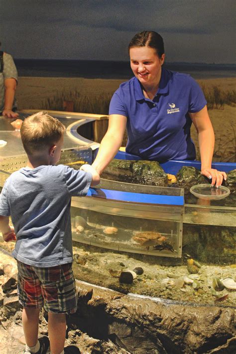 Interested In Volunteering At The Maritime Aquarium Registration Is