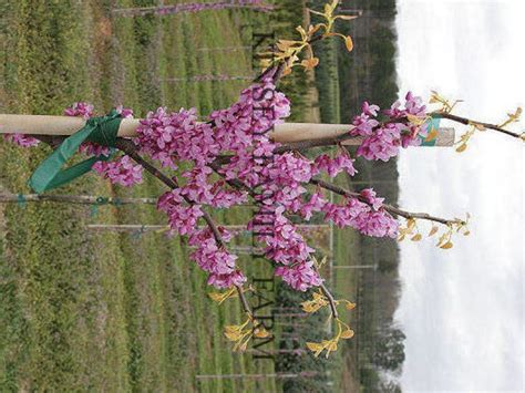 General, redbuds are considered understory trees and should be planted in part sun or shade, regardless of what the tag says. i have a rising sun in full sun, one in full (yet bright) shade, and two in part sun/part shade. Cercis Canadensis (Redbud) 'The Rising Sun' - Long Valley ...