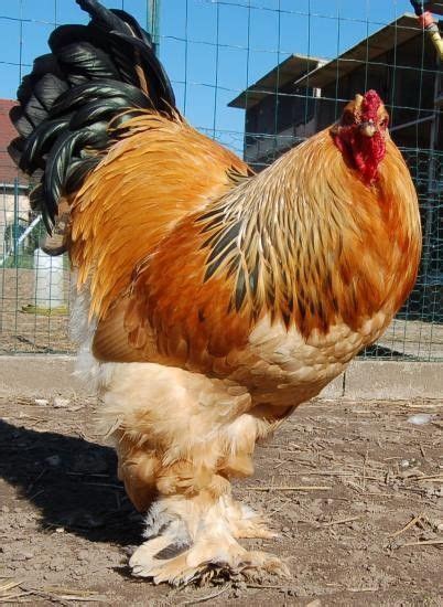 Brahma Chicken Breed Everything You Need To Know Artofit