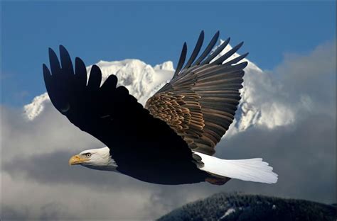 How To Soar On Wings Like Eagles Isaiah 4031
