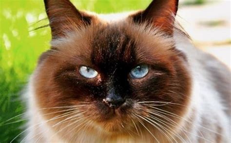Top 50 Best Male Balinese Cat Names Petpress