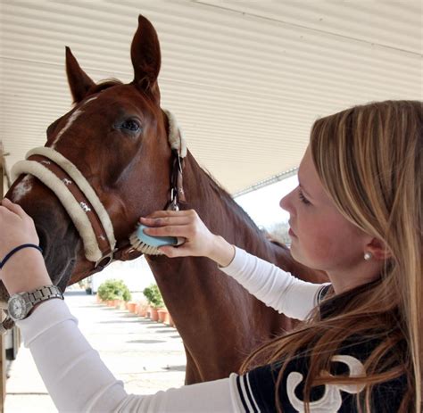 Psychologie Warum So Viele Mädchen Auf Pferde Abfahren Welt