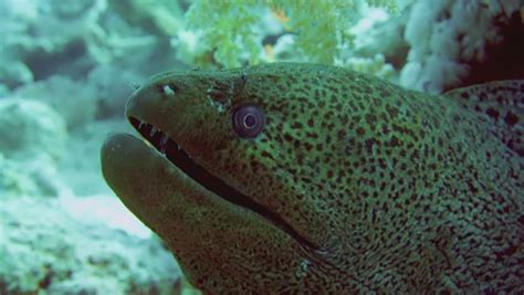 Giant Morey Eel On The Coral Reef In The Red Sea Stock Footage Video