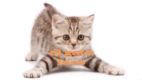 El Gato Loco The Crazy Cat Youtube