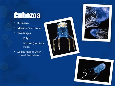 Ppt Phylum Cnidaria Powerpoint Presentation Free Download Id5444727