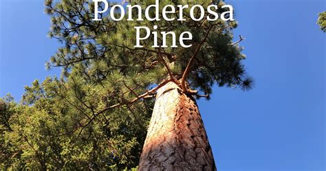 Ponderosa Pine Pinus Ponderosa — Botany With Brit
