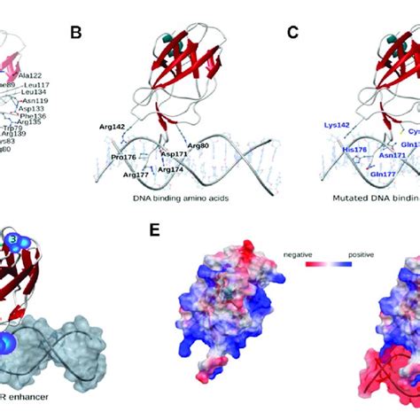Structural Mapping Of Runx1 Cancer Associated Mutations A Mutation