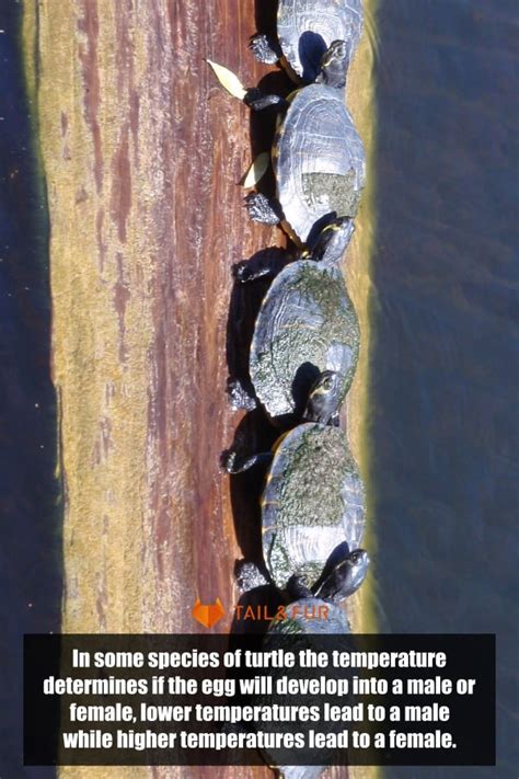 We did not find results for: 10 Cold-Blooded Animals List: Explain Facts with Pictures