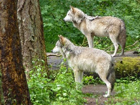 Northwest Trek Wildlife Park In Eatonville Washington Cool Places To