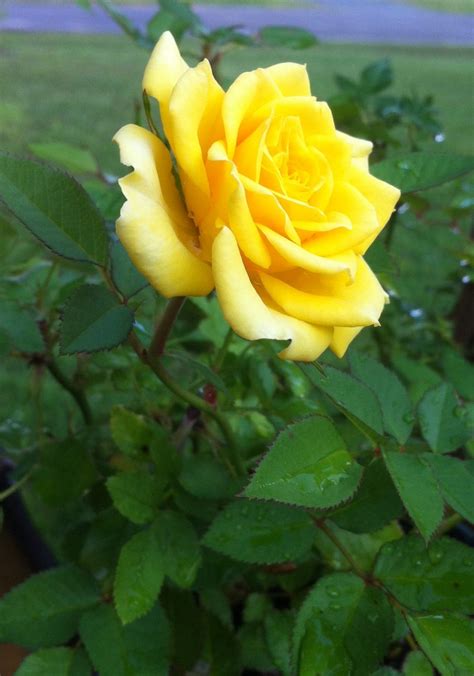 Miniature Yellow Rose Bush Rose Rose Bush Yellow Roses