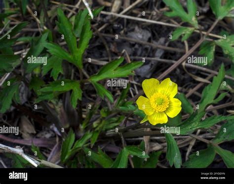 Yellow Spring Flower With Five Petals Stock Photo Alamy