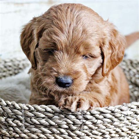 Mini goldendoodle puppies are ideal for families, especially with children. Our Litters - Goldendoodle Puppies for Sale in Utah ...