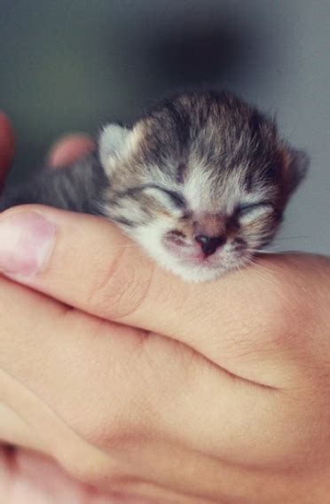 Tiny Cute Kittens Cute Kittens