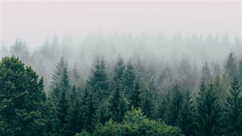 Download Wallpaper 3840x2160 Forest Fog Aerial View