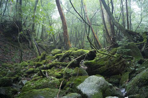 Japan Yakushima Waterfall In The Rainforest World Heritage Natural Site Stock Photo