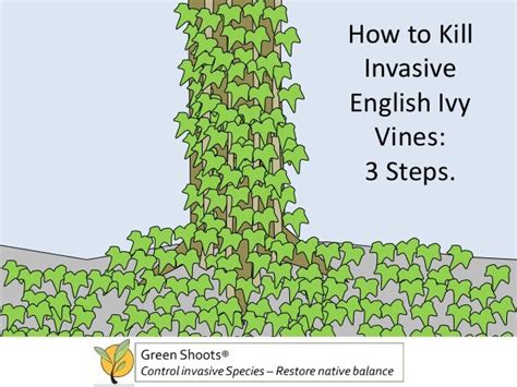 How To Kill English Ivy Vines 3 Steps