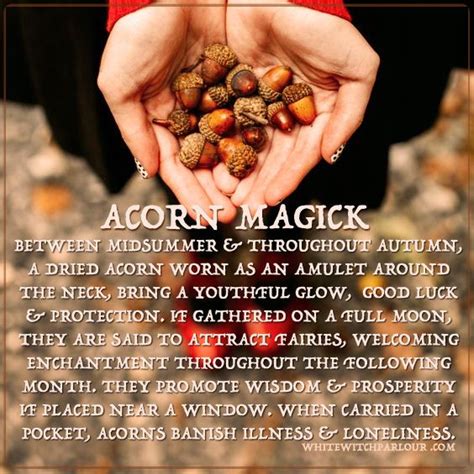 Acorns Metaphysical Correspondence Witch Alchemy Spells Magick