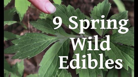 9 Wild Edibles For Spring Youtube