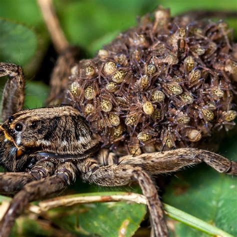 Are Wolf Spiders Poisonous Go Green Pest Control