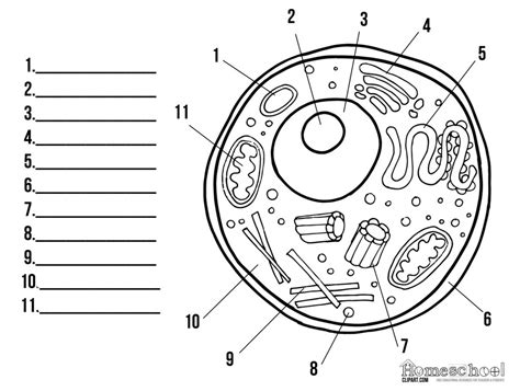 Animal cell parts and functions. 30 Label Of Animal Cell