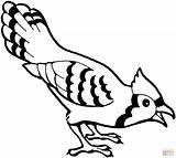Jay Blue Coloring Pages Bird Printable Drawing Silhouettes sketch template