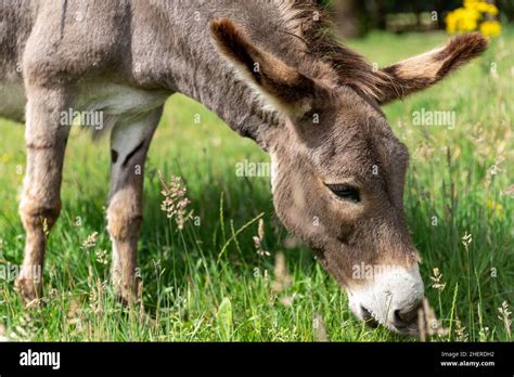 Donkey Management Hi Res Stock Photography And Images Alamy