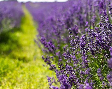 Hd Wallpaper Purple Lavender Field Flowers Lilac Summer Nature