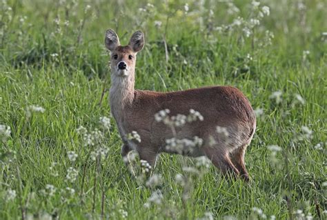 Female Deer Name And Behavior Explained