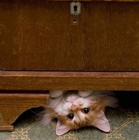 Peek A Boo Kittens Cutest Cute Cats Cats