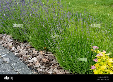 Decorative landscaping of parks. Green bushes near the path Stock Photo