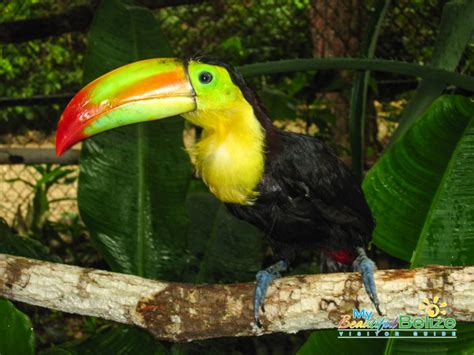 Thats Mister Keel Billed Toucan To You My Beautiful Belize