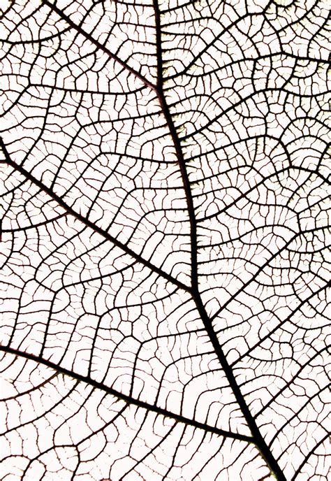 Leaf Vein Leaf Texture Visual Texture Texture Art Natural Texture