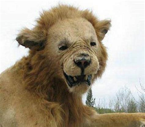 Well you're in luck, because here they come. Nos amis les animaux empaillé - Ma vie avec duchenne