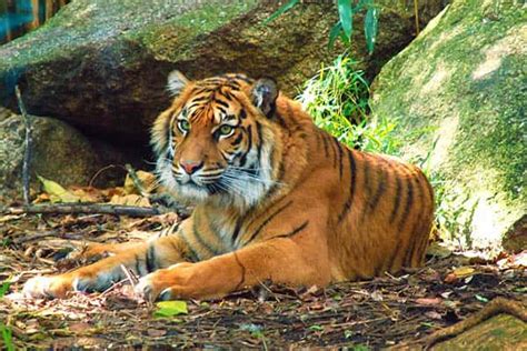 Club de fútbol tigres de la universidad autónoma de nuevo león). TIGRES | Cuanto viven los tigres segun especie, salvajes y ...