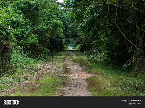 Path Forest Dirt Road Image And Photo Free Trial Bigstock