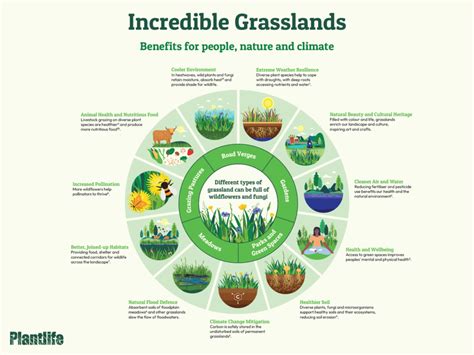 Incredible Grasslands Plantlife