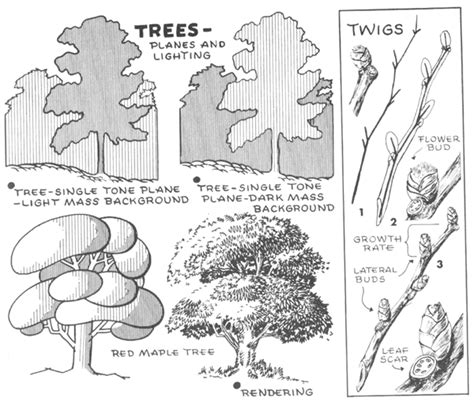 How To Draw Trees Bark Twigs Leaves And Foliage Drawing Tutorial