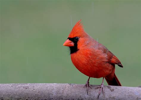 The 25 Most Common Birds In New Jersey 2021 Bird Watching Hq Images