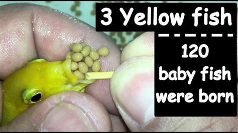 3 Yellow Fish Gave Birth 120 Baby Fish Were Born 💪🐬🐠👍 Youtube