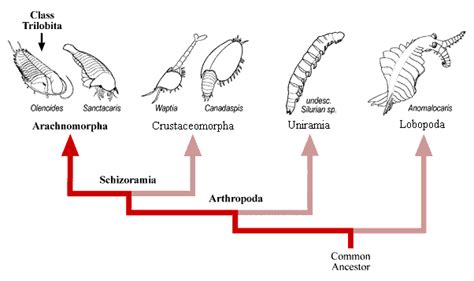 Trilobite Classification Chart