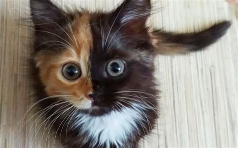 Meet The Charming Two Faced Cat Taking The Internet By Storm