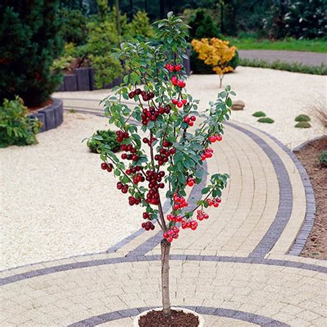 Jun 08, 2021 · spring is a good time to prune a large fruit tree if you want to make it more compact. Duo Fruit tree - Cherry Stella & Sunburst