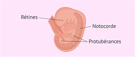 Le foetus pendant la cinquième semaine de grossesse