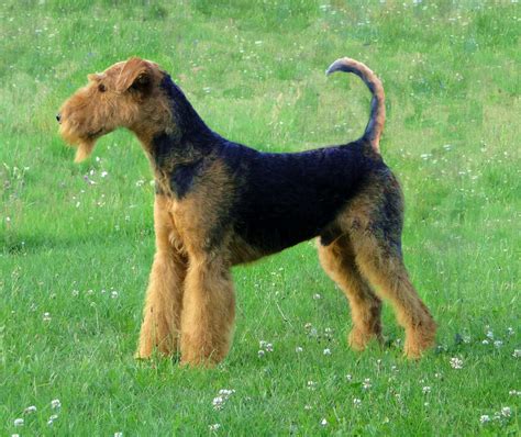 Airedale Terrier All Big Dog Breeds