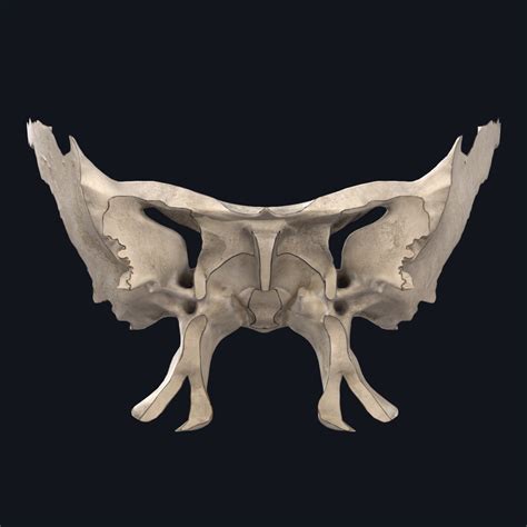 The Sphenoid Bone Anatomy Snippets Complete Anatomy