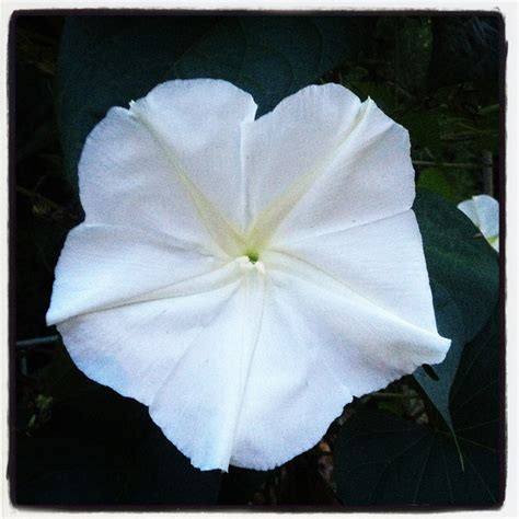 For added interest, mix them in a flowerbed with morning bloomers such. Halcyon Days: Moon Flowers