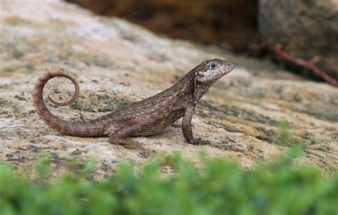Northern Curly Tailed Lizard Leiocephalus Carinatus With Images