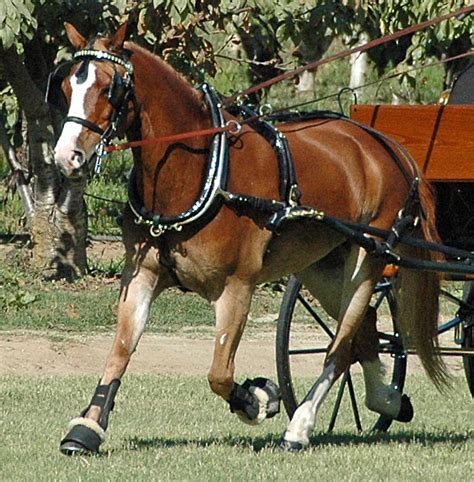 Hunts Harness Carriage Driving Essentials